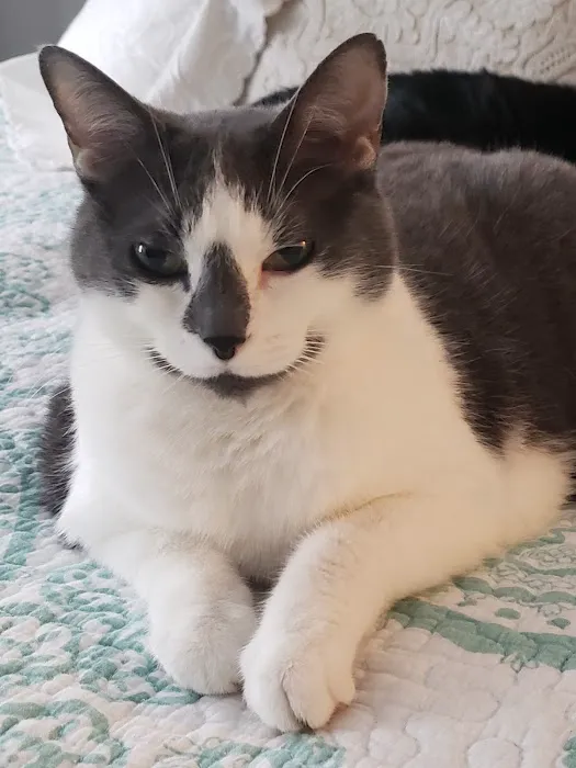 Paws Whiskers and Claws 12