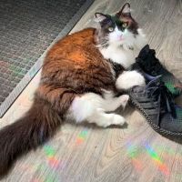 Paws Whiskers and Claws ico
