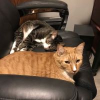 North Springs Animal Clinic ico