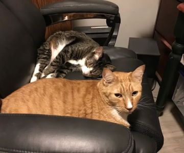 North Springs Animal Clinic