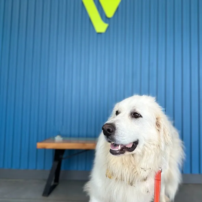 Thrive Pet Healthcare - Marietta 5