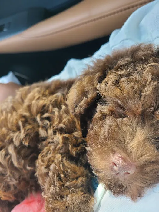 Thrive Pet Healthcare - Marietta 10
