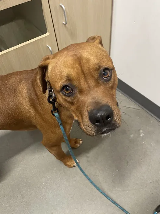 Thrive Pet Healthcare - Marietta 2