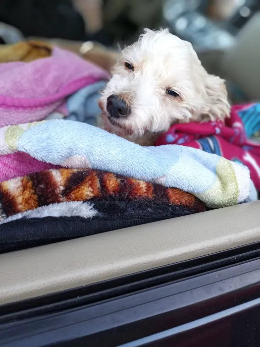 Thrive Pet Healthcare - Marietta 7