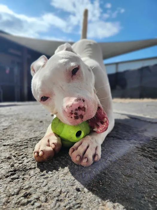 Beyond Pets Animal Hospital & Urgent Care 12