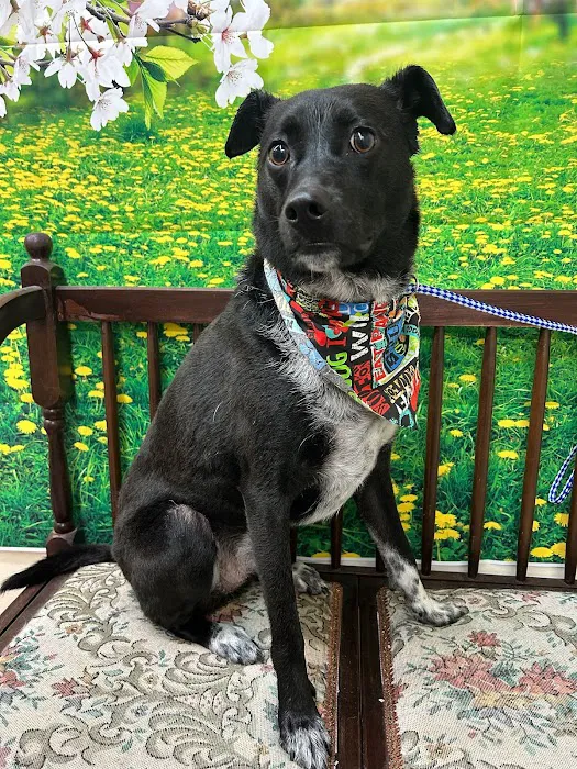 Beyond Pets Animal Hospital & Urgent Care 12