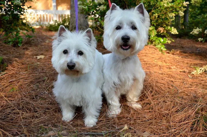 Roswell Veterinary Associates 12