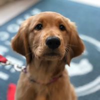Roswell Veterinary Associates ico