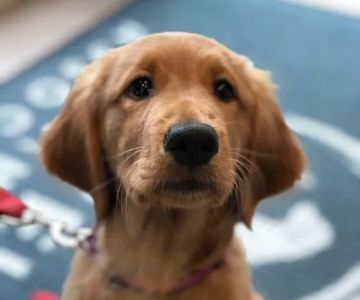 Roswell Veterinary Associates