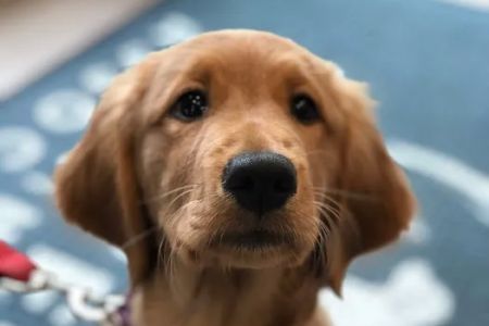 Roswell Veterinary Associates