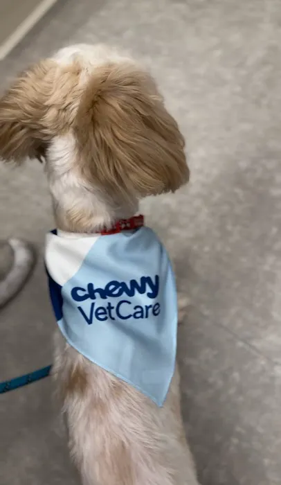 Chewy Vet Care Perimeter 12