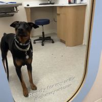 Chewy Vet Care Perimeter ico