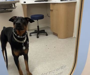 Chewy Vet Care Perimeter