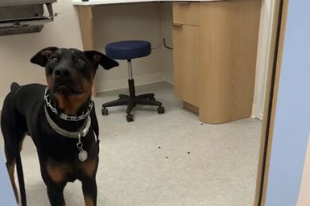 Chewy Vet Care Perimeter
