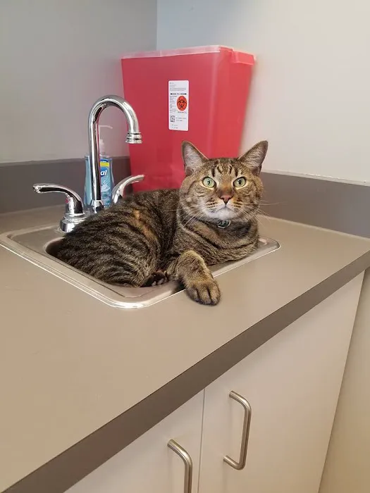 VCA Dunwoody Veterinary Center 12