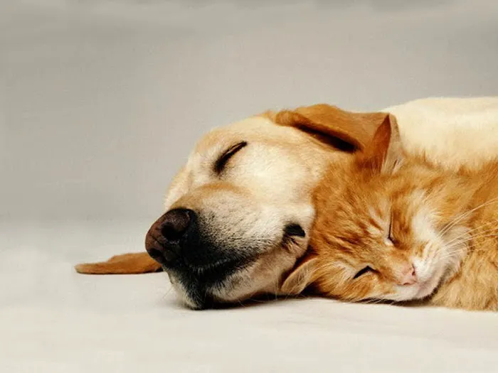 VCA Dunwoody Veterinary Center 12