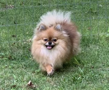 Crabapple Knoll Veterinary Clinic