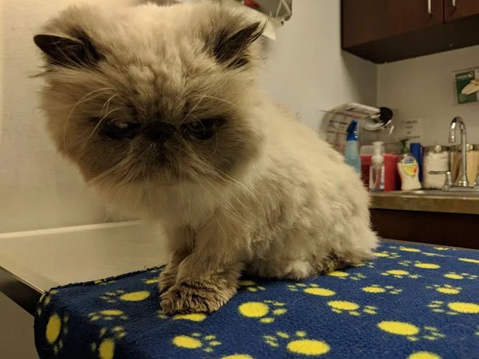 Village Animal Hospital 2