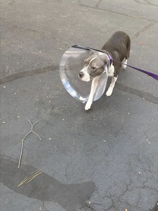 Village Animal Hospital 1