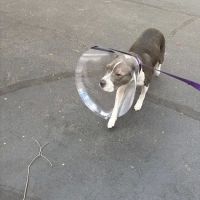 Village Animal Hospital ico