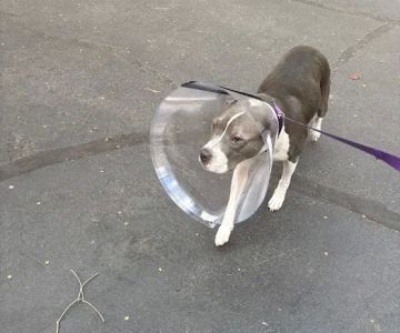 Village Animal Hospital