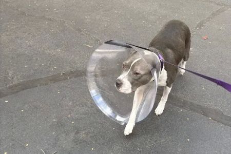 Village Animal Hospital