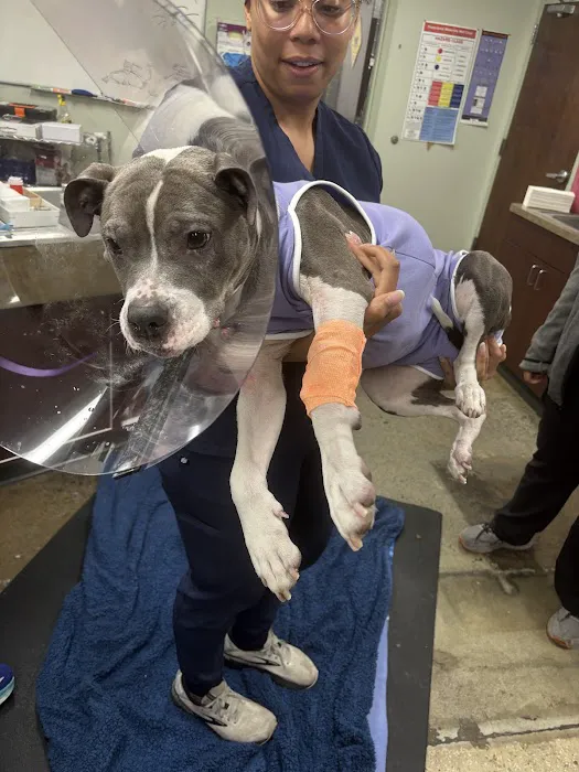 Village Animal Hospital 3
