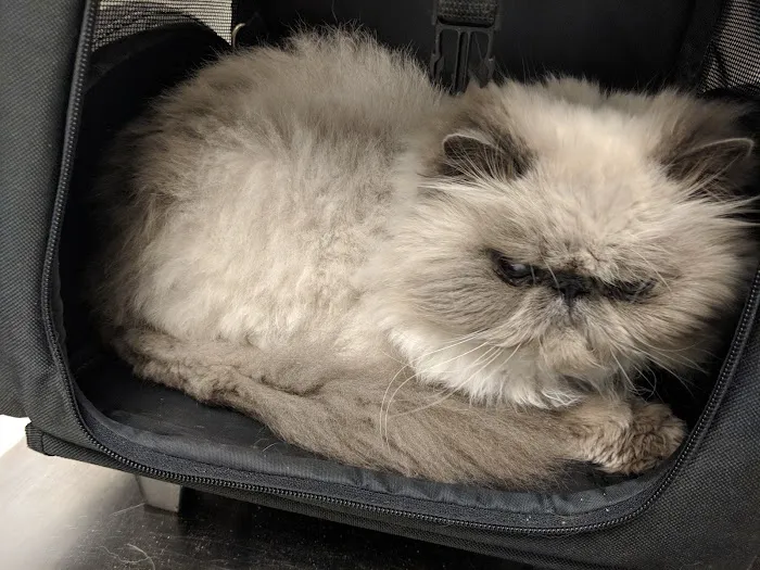 Village Animal Hospital 5
