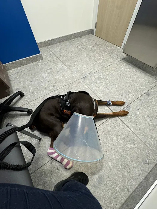 BluePearl Pet Hospital Urgent Care 2