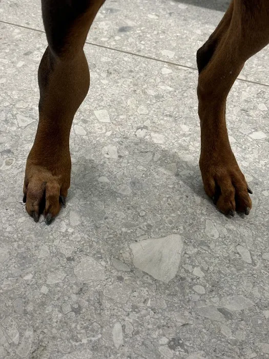 BluePearl Pet Hospital Urgent Care 3