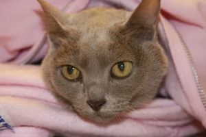 Greater Atlanta Veterinary Medical Group