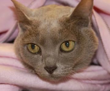 Greater Atlanta Veterinary Medical Group