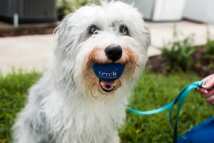 Fetch Specialty & Emergency Veterinary Centers - Greenville, SC 2