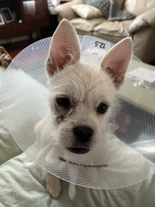 Fetch Specialty & Emergency Veterinary Centers - Greenville, SC 6