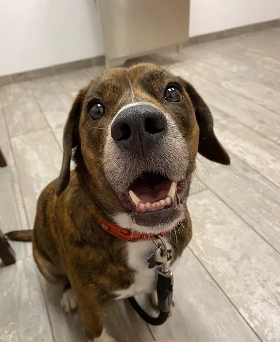Fetch Specialty & Emergency Veterinary Centers - Greenville, SC 5