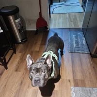 Vet Vaccinations Clinic at Tractor Supply Co. ico