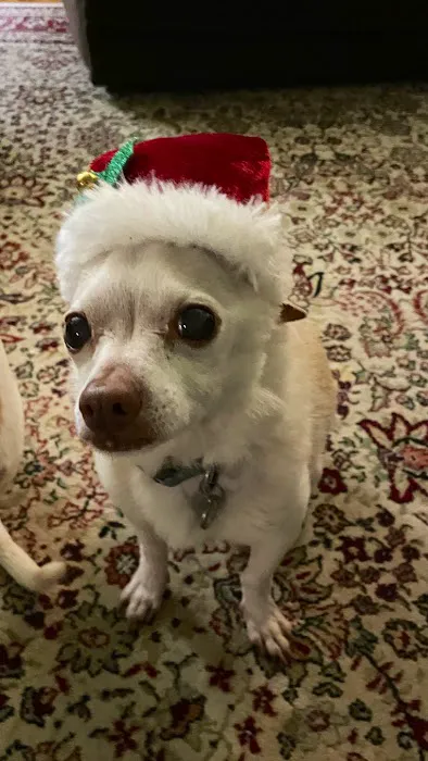 The People's Pets 1