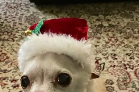 The People's Pets