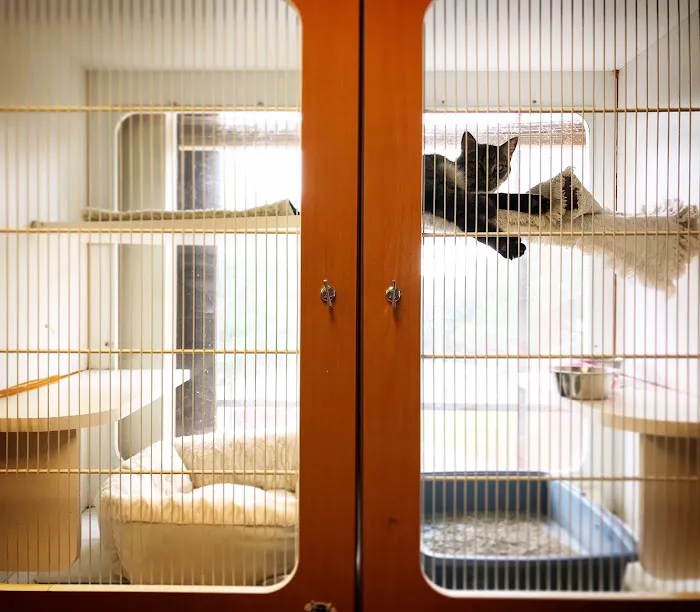 Cat Care of Vinings 5