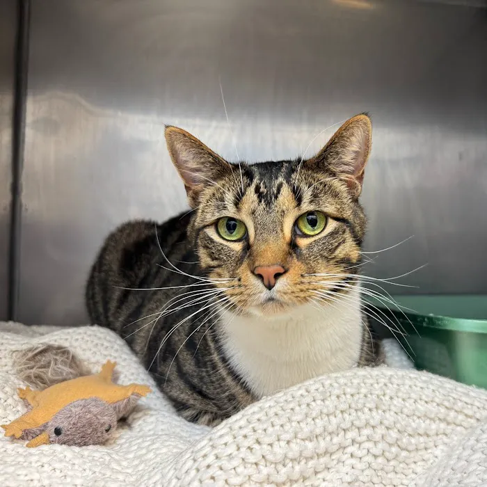 Cat Care of Vinings 2