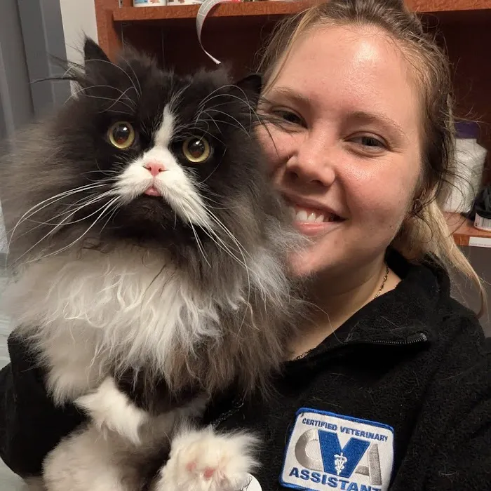 Cat Care of Vinings 8