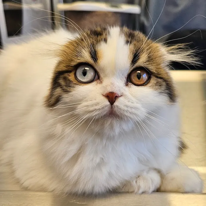 Cat Care of Vinings 6