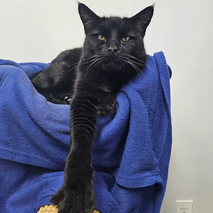 Cat Care of Vinings 4