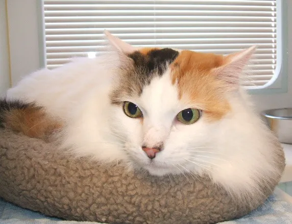 Cat Care of Vinings 1