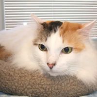 Cat Care of Vinings ico