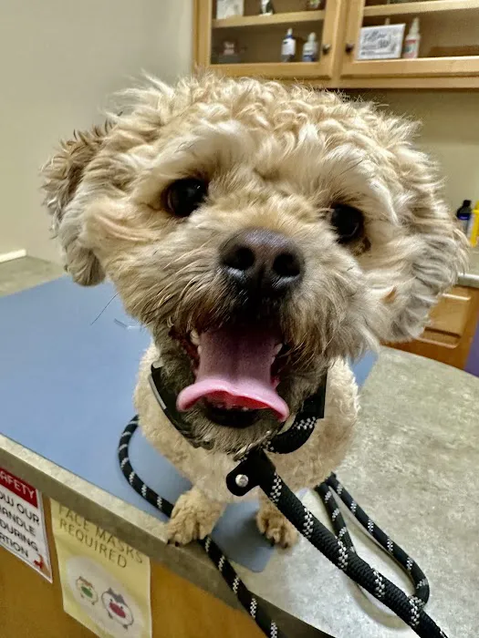 Good Hands Veterinary Hospital 12