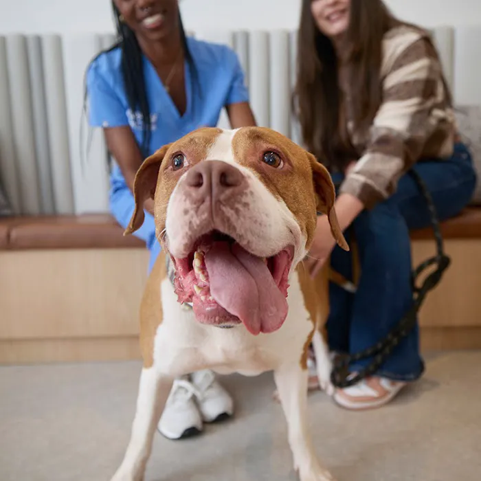 Chewy Vet Care Fountain Oaks 12