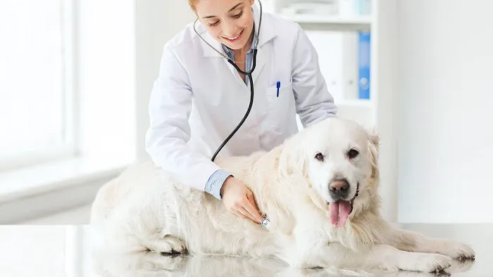 All Animal Care Veterinary Hospital 12