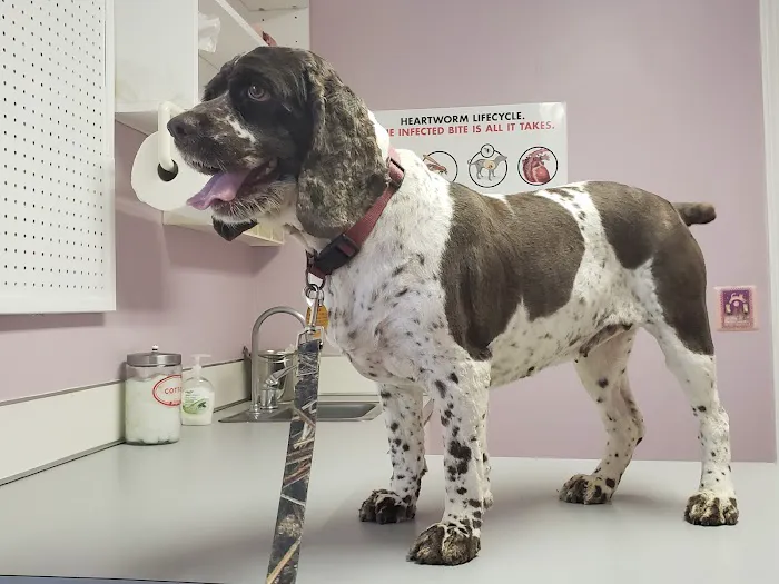 All Animal Care Veterinary Hospital 12