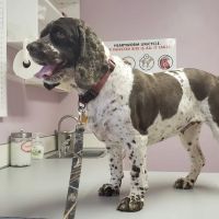 All Animal Care Veterinary Hospital ico